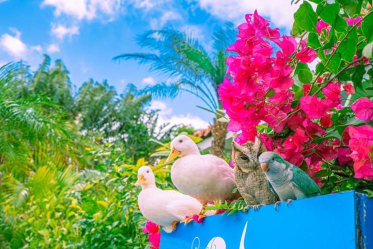 Little Mermaid Hotel Ishigakijima Ishigaki  Zewnętrze zdjęcie