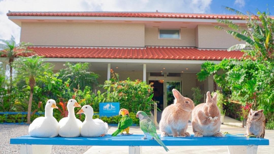 Little Mermaid Hotel Ishigakijima Ishigaki  Zewnętrze zdjęcie