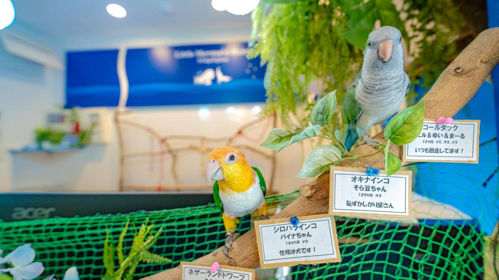 Little Mermaid Hotel Ishigakijima Ishigaki  Zewnętrze zdjęcie